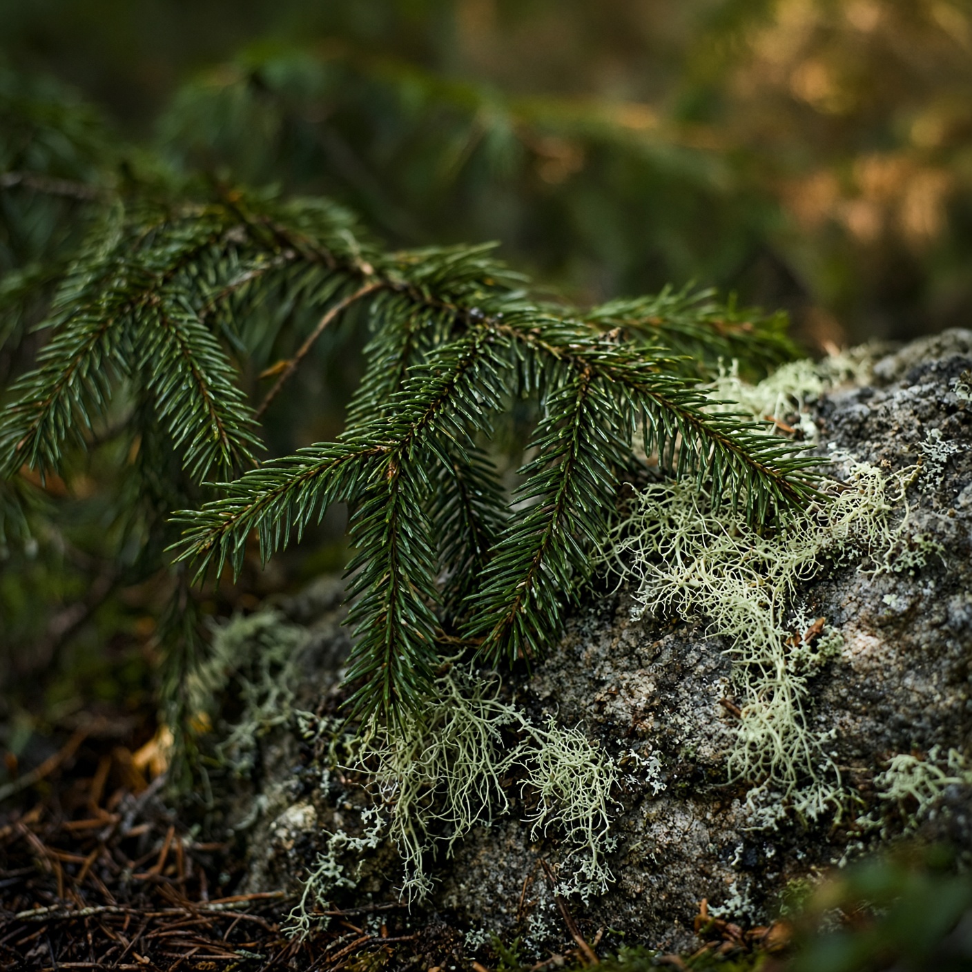 Fichten und Flechten im Alpenwald